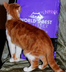 Worlds best cat litter 2